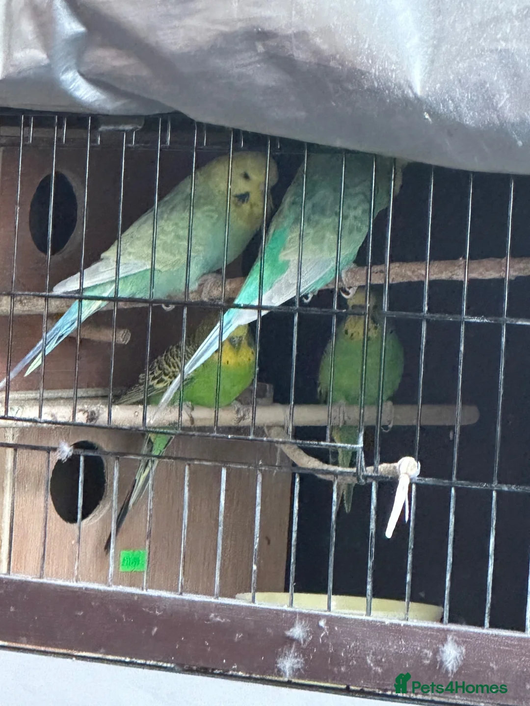 Budgerigars birds for sale: Budgies - Advert 2