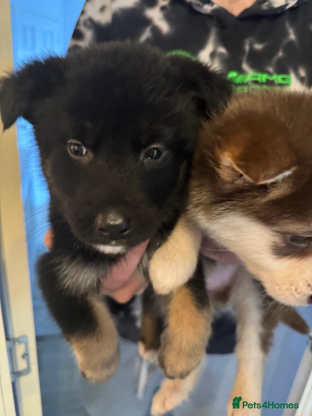 Mixed Breed dogs for sale: German shepherd x malamute puppies  - Advert 16