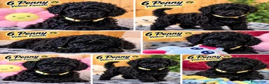 Toy Poodle 6