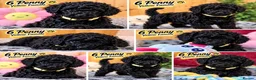 Toy Poodle dogs for sale: Toy Poodle  - Advert 30