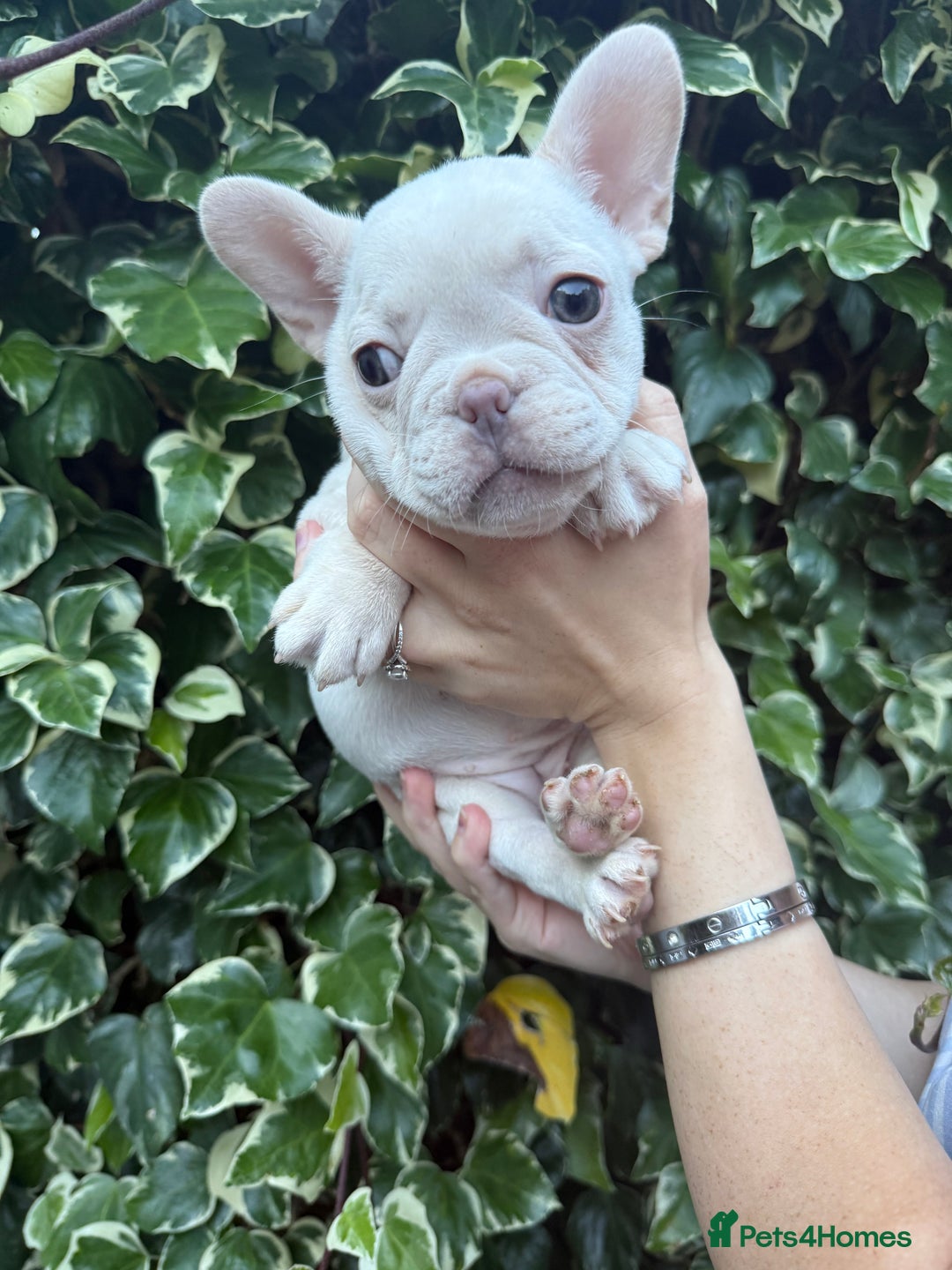 French Bulldog dogs for sale: READY NOW French bulldog puppies for sale - Image 11