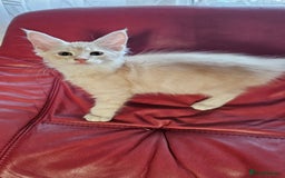 Maine Coon cats for sale: Large Breed Maine Coon cross  - Image 2