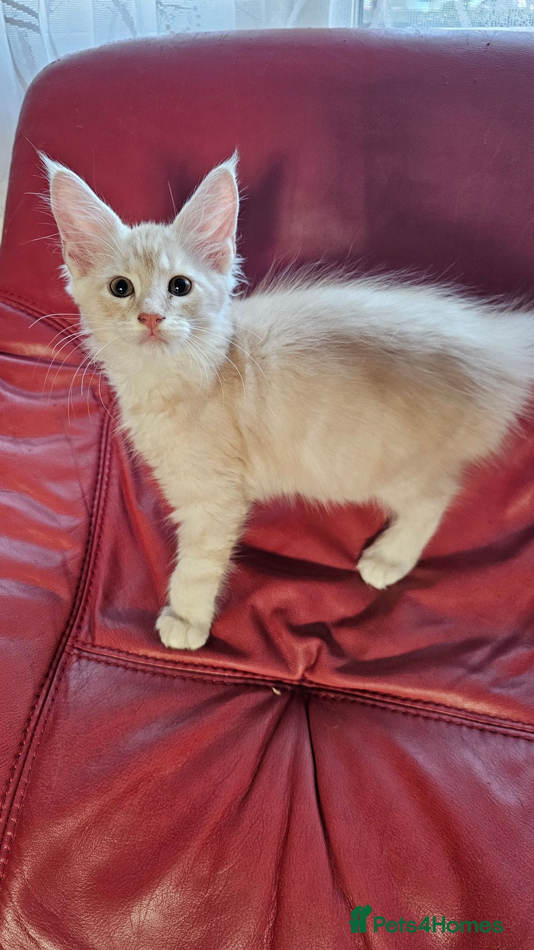 Maine Coon cats for sale: Large Breed Maine Coon cross  - Image 2