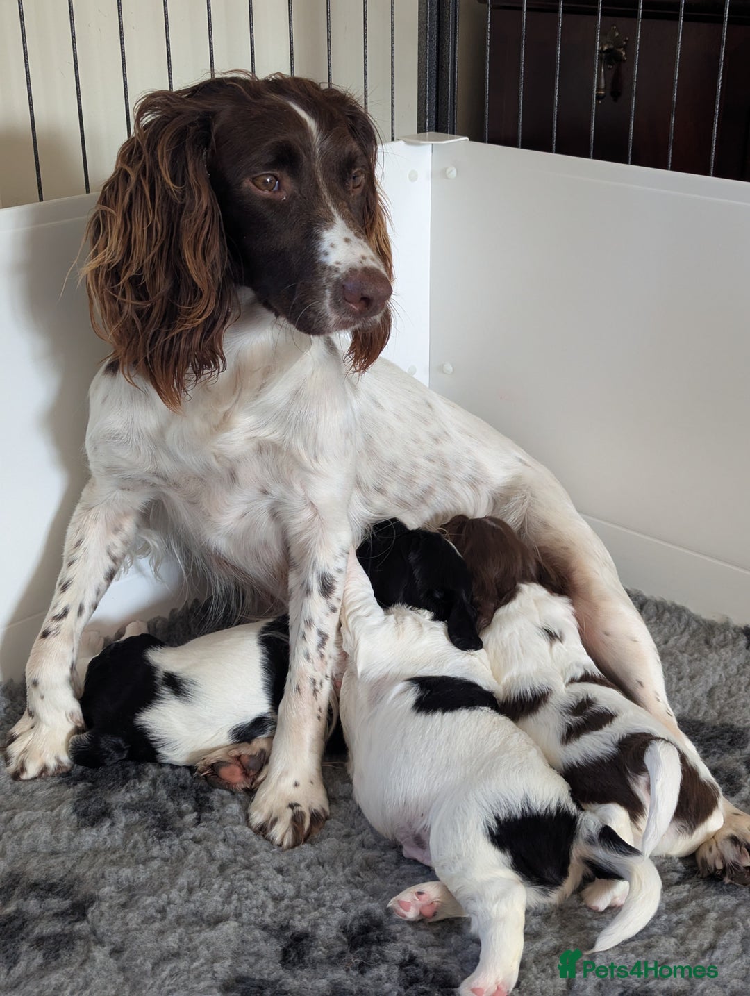 English Springer Spaniel dogs for sale: English Springer Spaniel Puppies for Sale - Image 2
