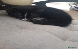 British Longhair cats for sale: Cats for free - Image 4