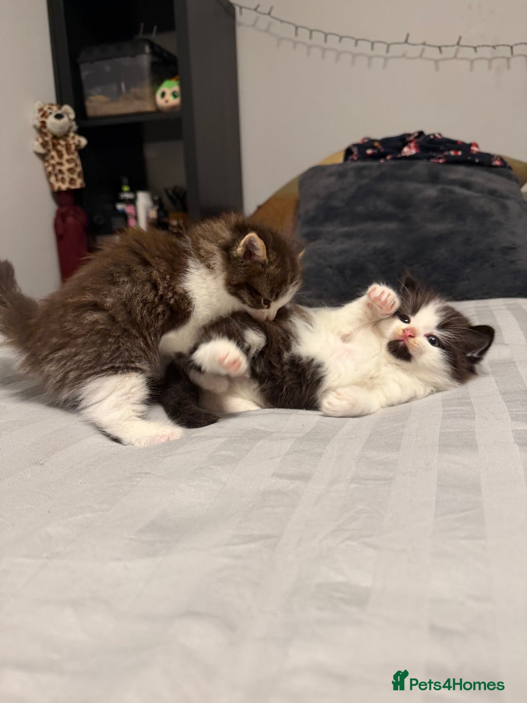 British Shorthair cats for sale: Adorable kittens  - Advert 7