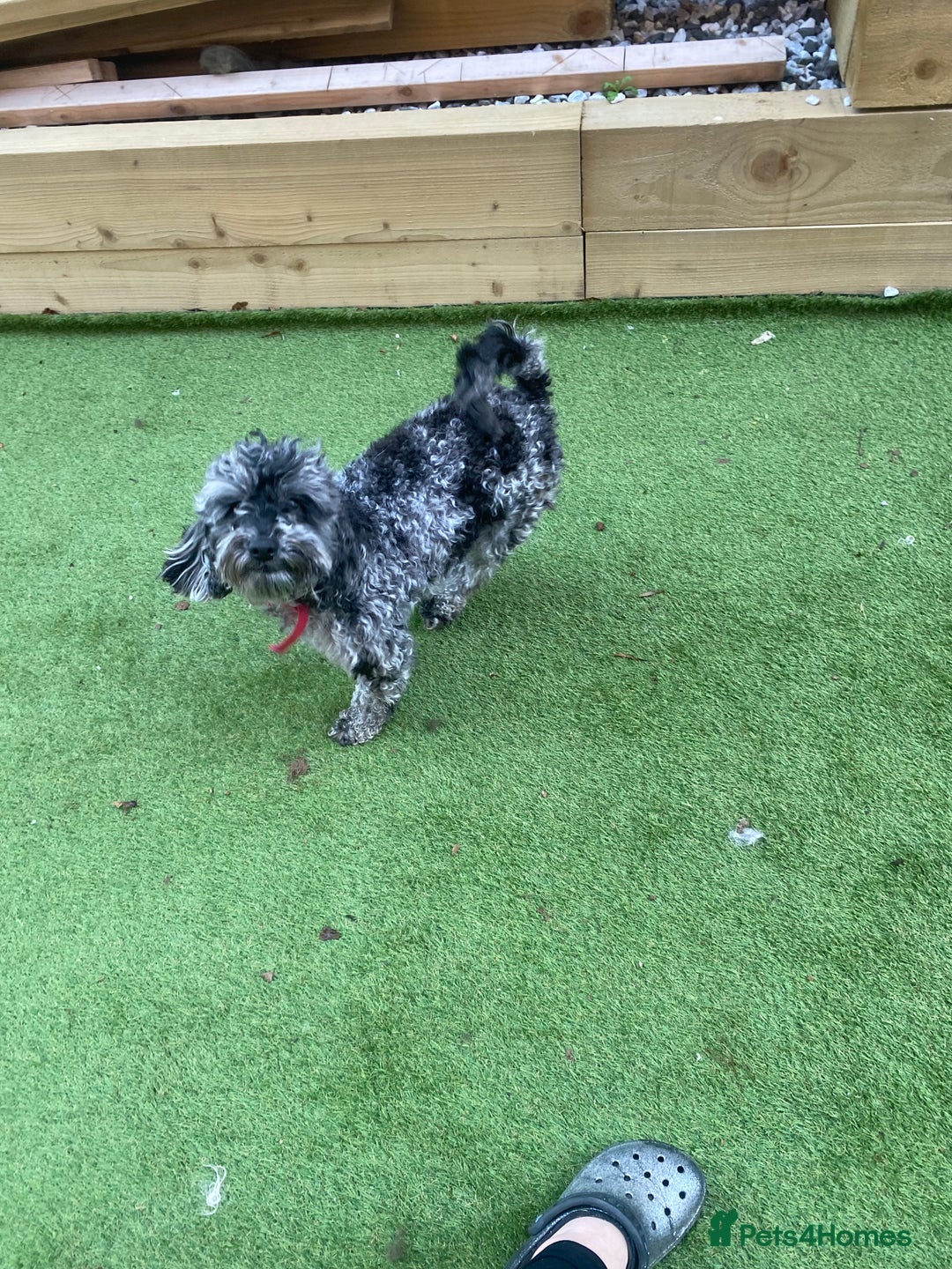 Cockapoo dogs for sale: Cockapoo 2 year old - Advert 11