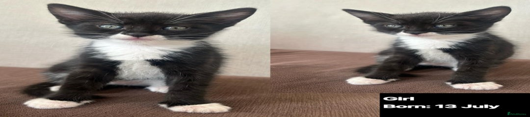 Domestic Shorthair Kitten 8