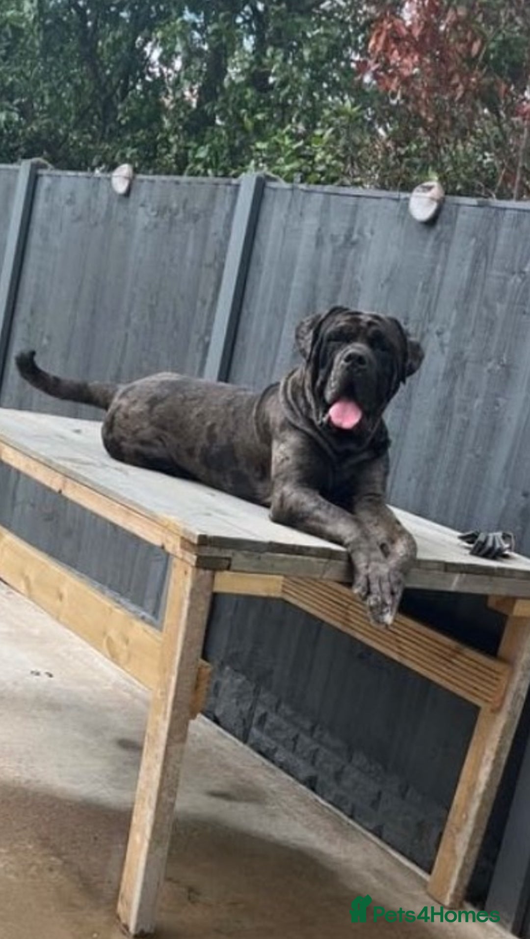 Cane Corso dogs for stud: 65 kilo Merle cane corso  - Advert 10
