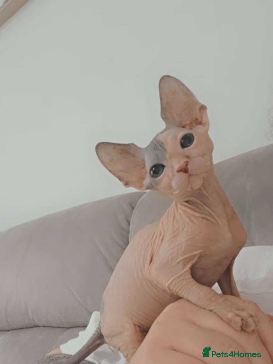 Sphynx cats Sphynx kitten for sale  - Advert 1