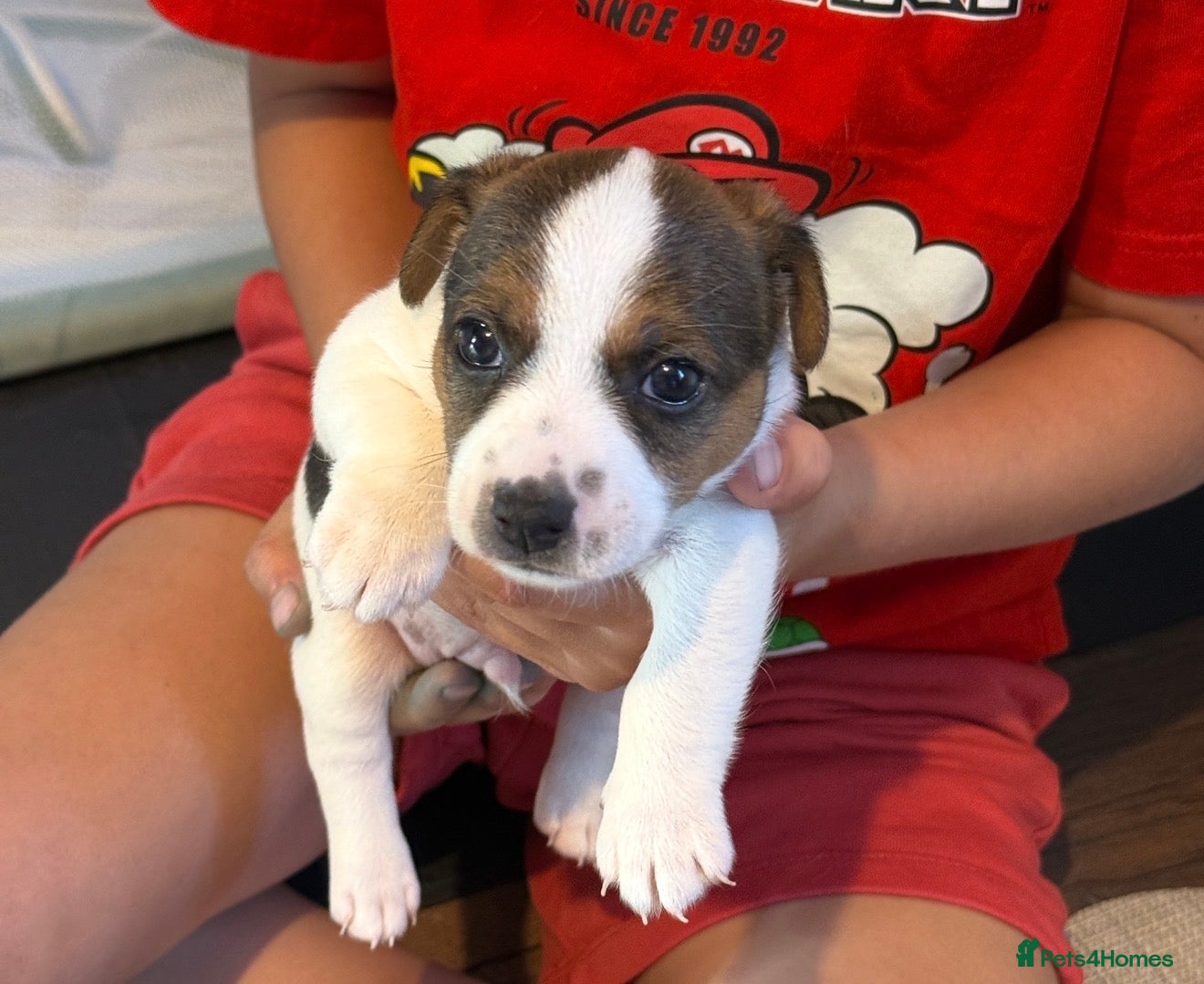 Jack Russell dogs Beautiful Pure-Bred Jack Russell Terrier Puppies - Advert 3