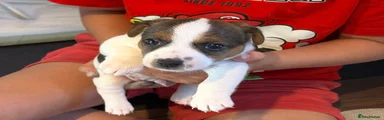 Jack Russell 1