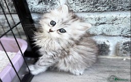 Persian cats for sale: Outstanding litter of Persian x kittens,  - Image 3