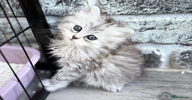 Persian cats - Advert 8