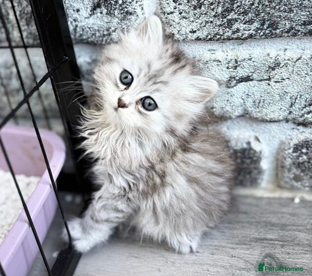 Persian cats for sale: Outstanding litter of Persian x kittens,  - Image 3