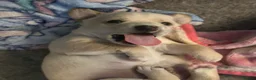 Patterjack dogs for sale: Male and Female Patterjack pups  in Rotherham - Advert 1