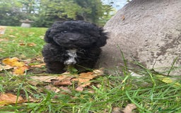 Poochon dogs for sale:  F1b poochon pups health tested parents licensed  - Image 8