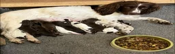 Sprocker dogs for sale: Beautiful Sprocker Puppies Available - Advert 1