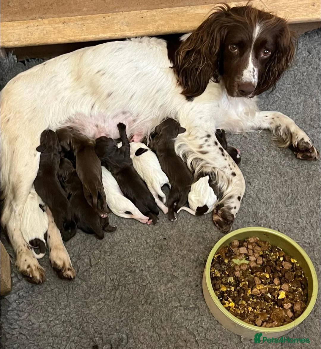 Sprocker dogs for sale: Beautiful Sprocker Puppies Available - Advert 1