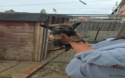 German Shepherd dogs for sale: 2 female German shepherd female pups - Image 2
