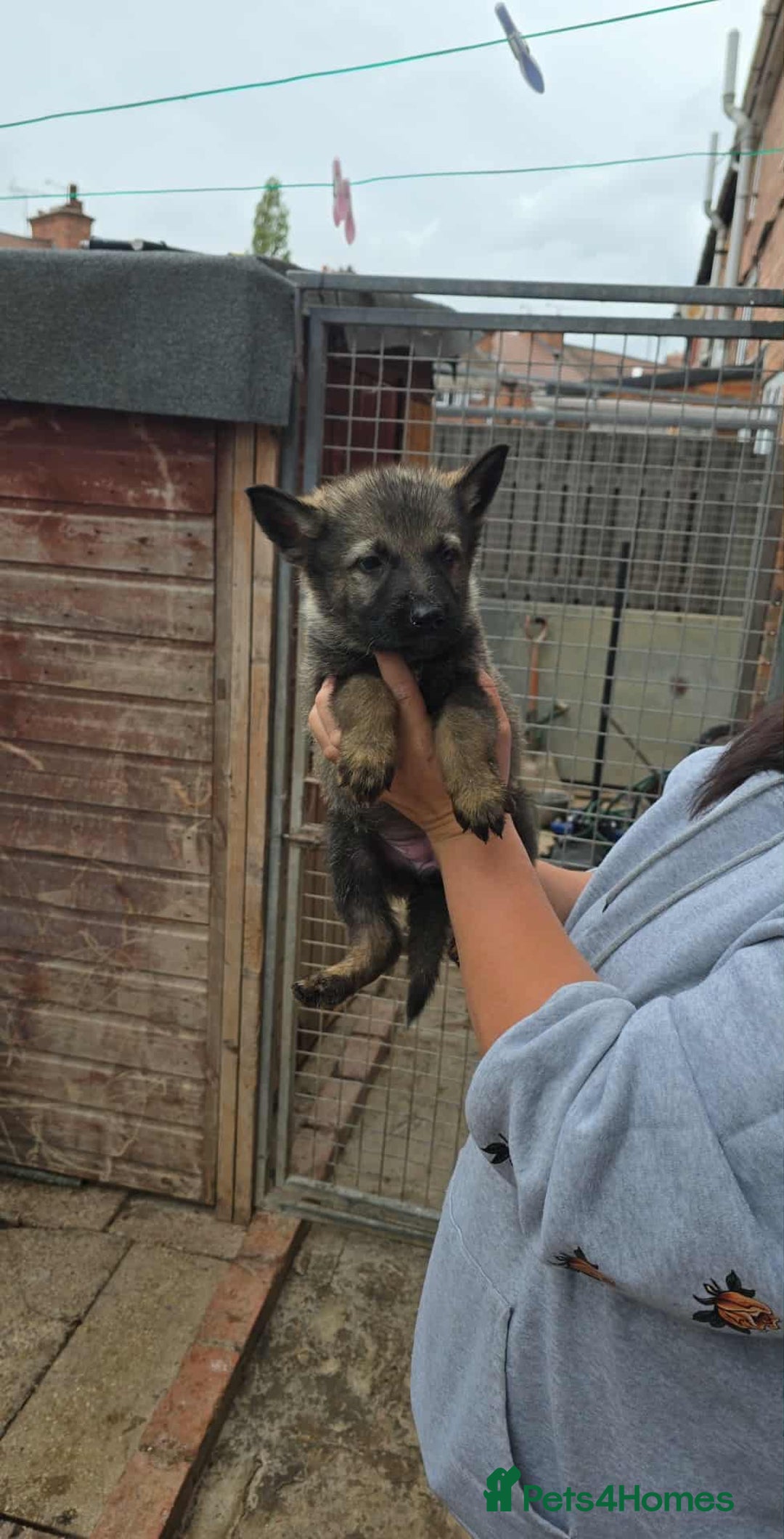 German Shepherd dogs for sale: 2 female German shepherd female pups - Image 2