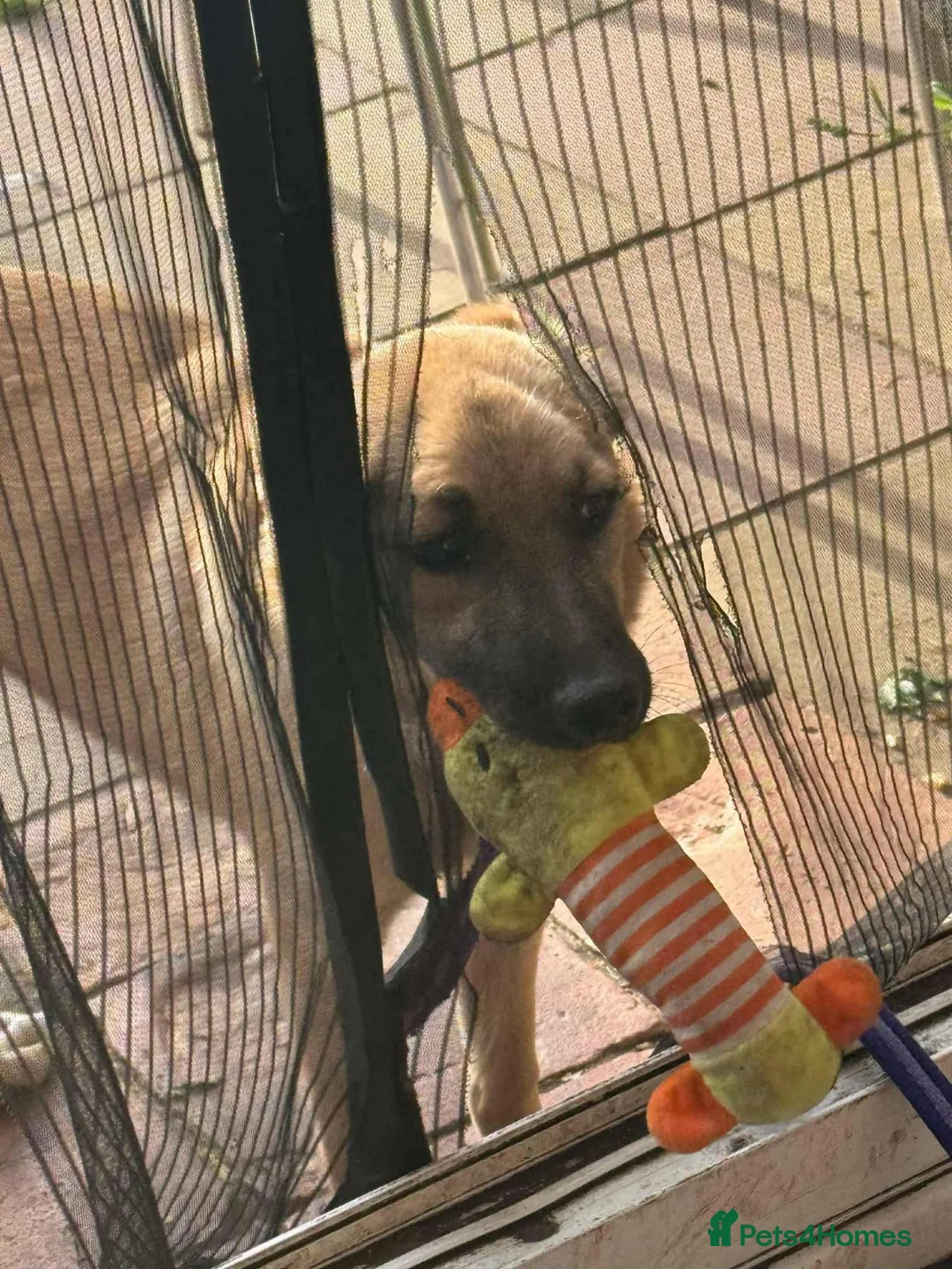 Mixed Breed dogs for adoption: Luanna - Hingham Norfolk  - Advert 9