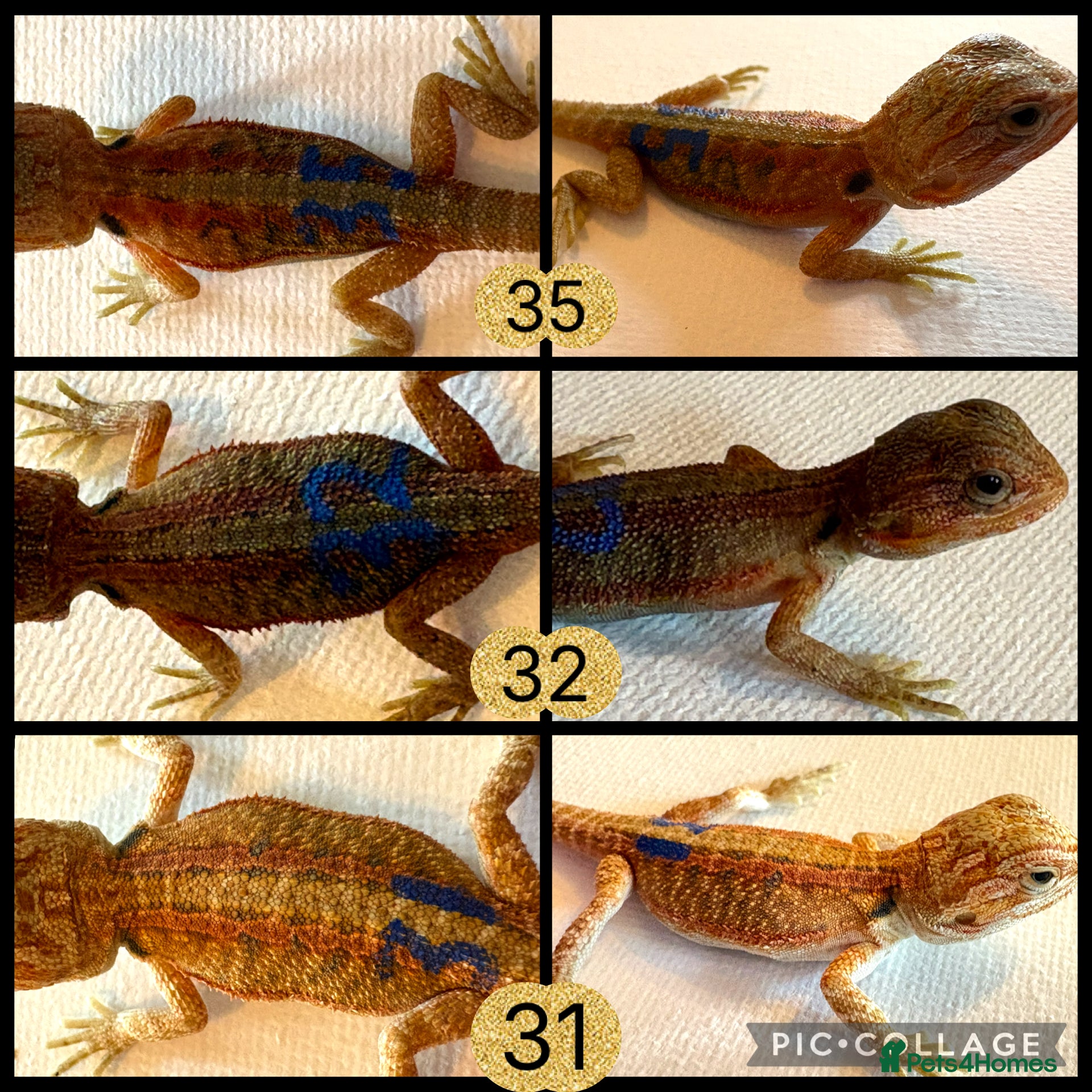 Bearded Dragon reptiles for sale: Stunning baby bearded dragons - Advert 8