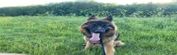 German Shepherd dogs for sale: This is boss looking for his forever home  - Advert 6