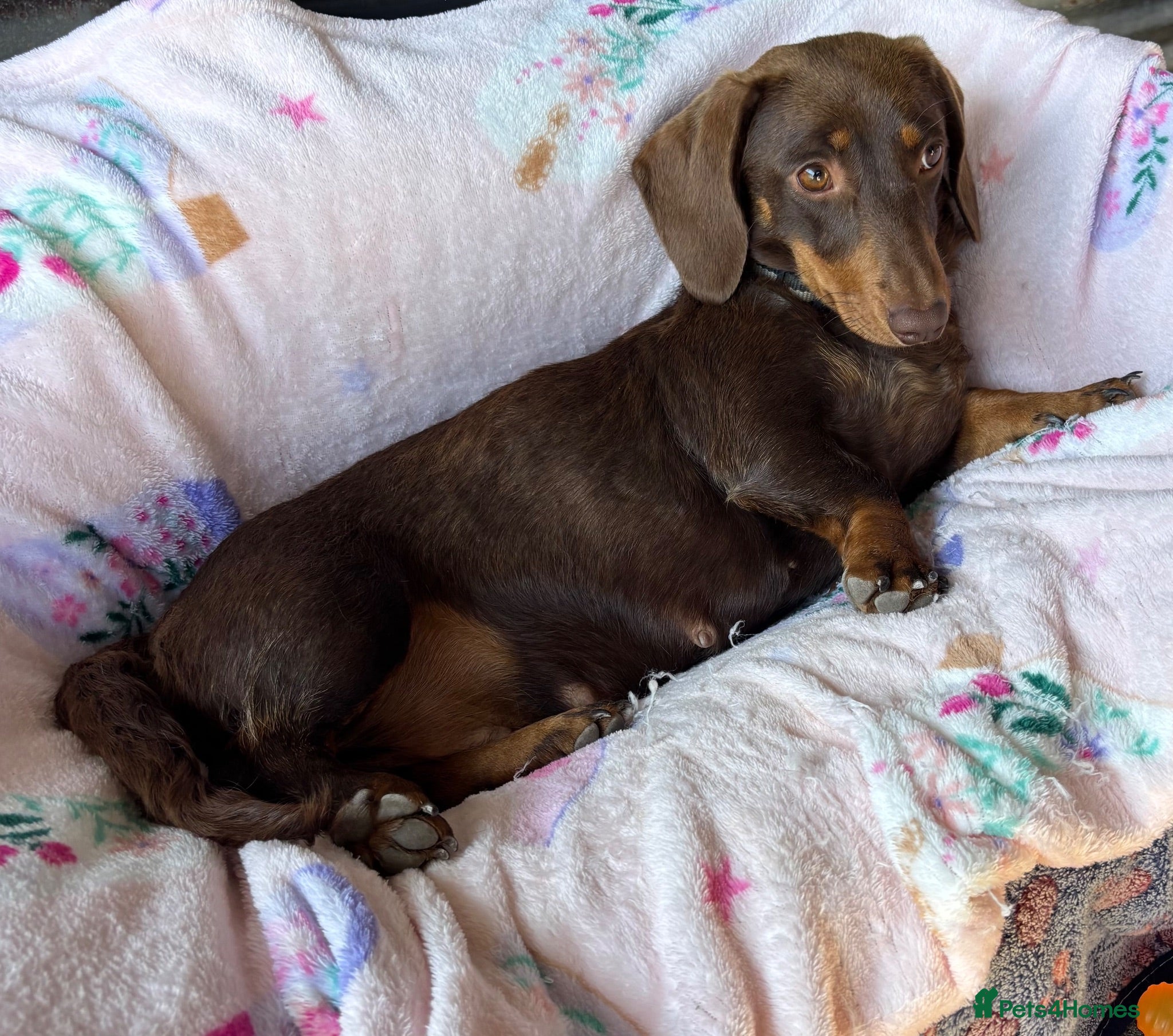 Dachshund dogs Dutch hound Puppys for sale - Advert 1