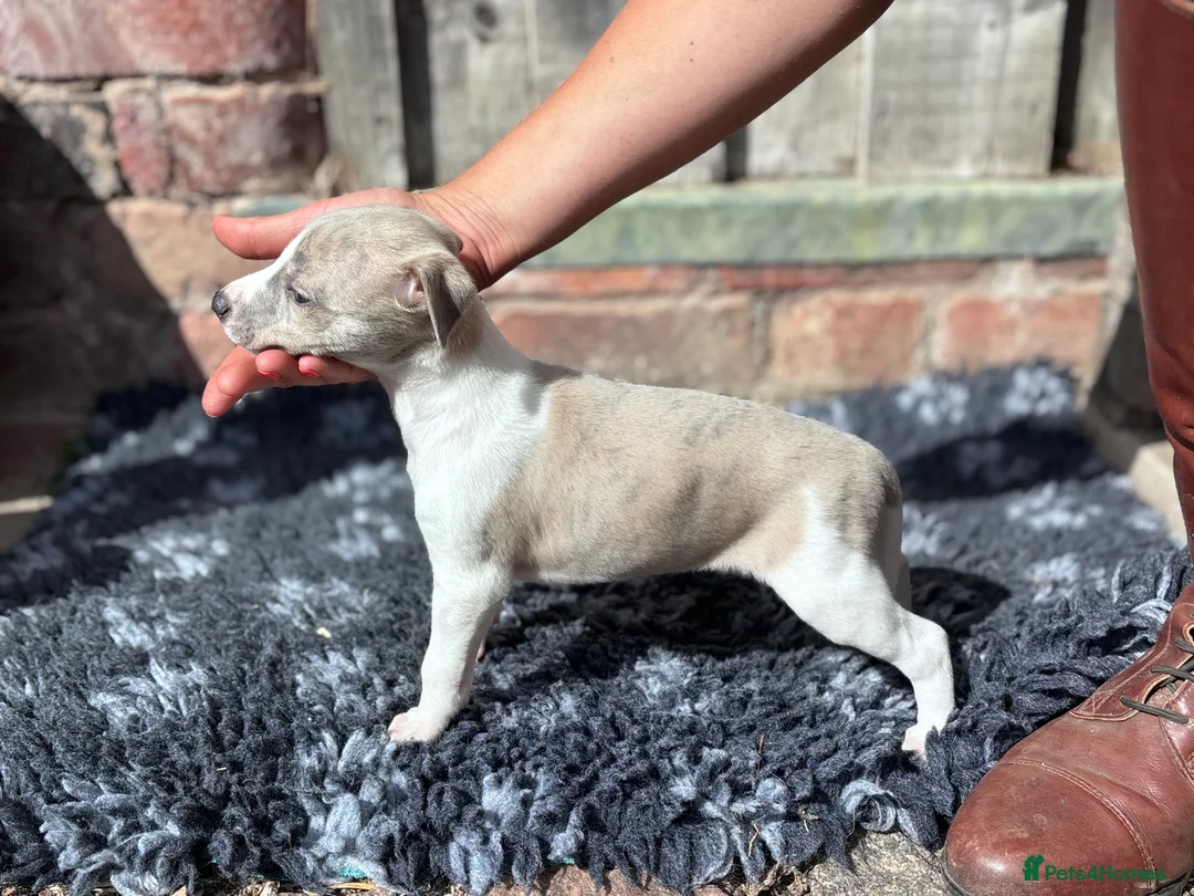 Whippet dogs for sale: Beautiful chunky KC blue fawn brindle whippet pups in Market Harborough - Advert 40