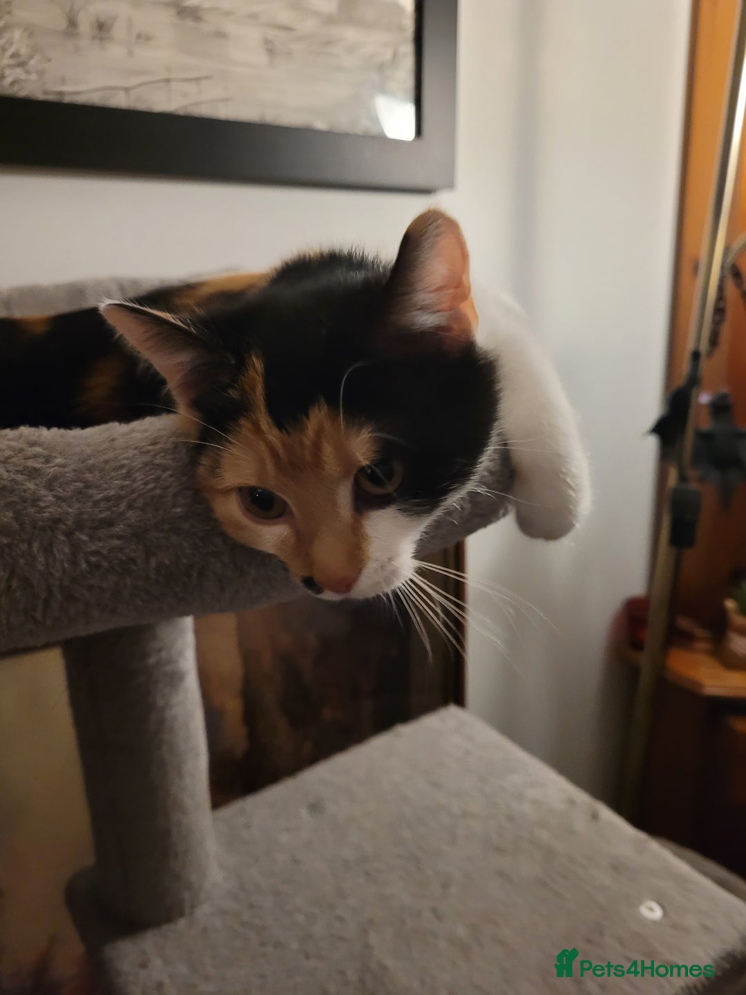 Mixed Breed cats for sale: Bonded pair of Kittens (vaccinated) - Image 5