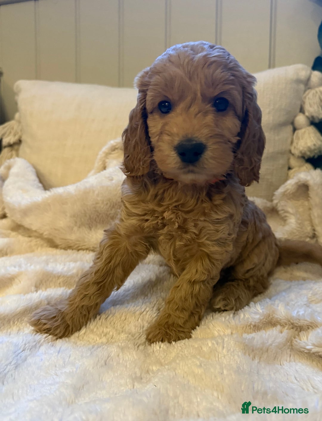 Cockapoo dogs for sale: Stunning litter of F1 Cockapoo Puppies  - Advert 10