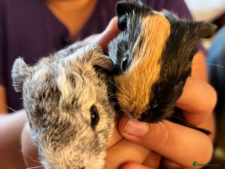Guinea Pig rodents - Advert 28