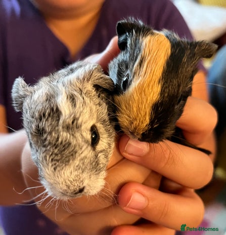 Guinea Pig rodents - Advert 19