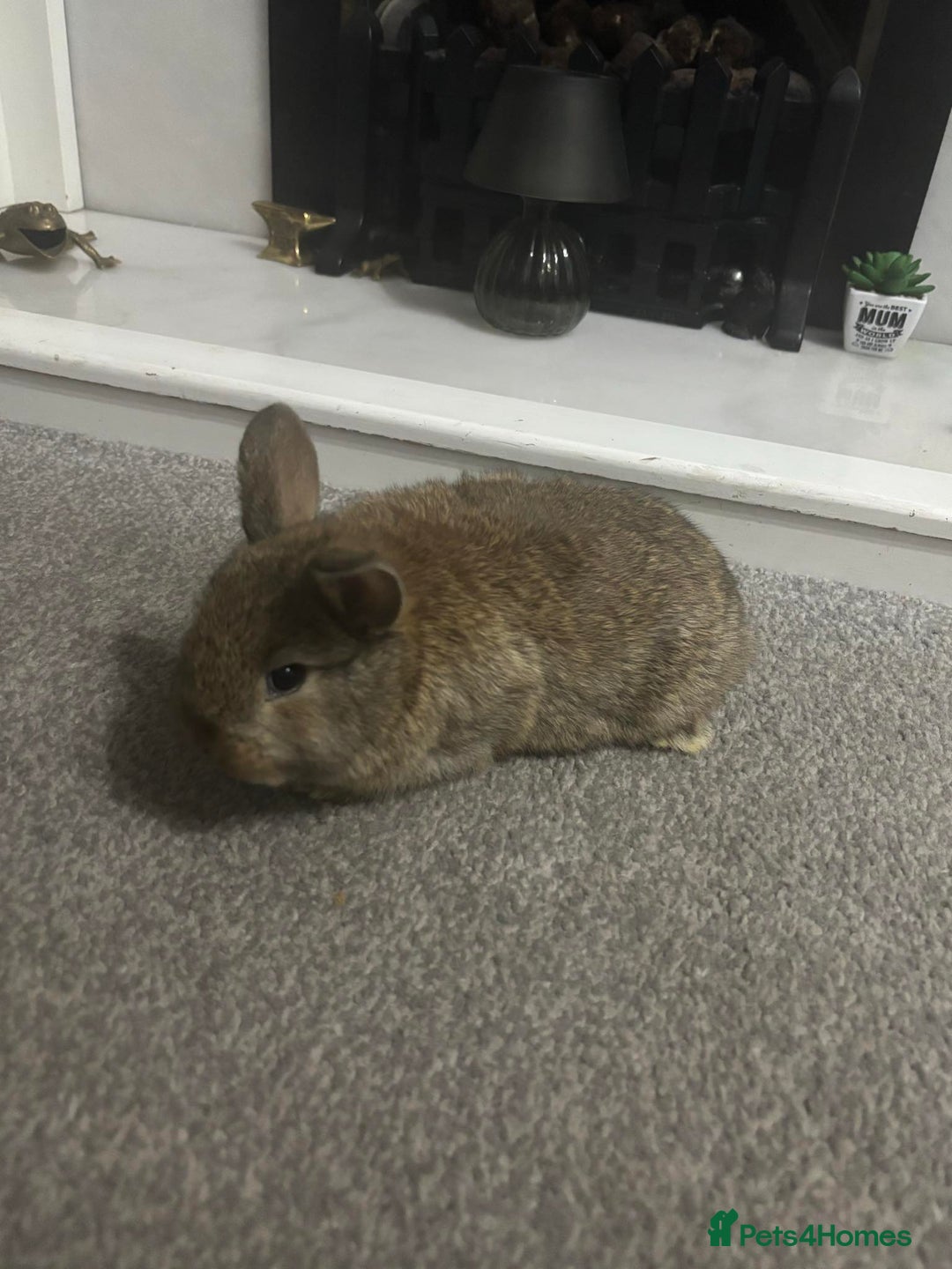Netherland Dwarf rabbits for sale: netherland dwarf x minilop 5 black / brown rabbits - Image 2