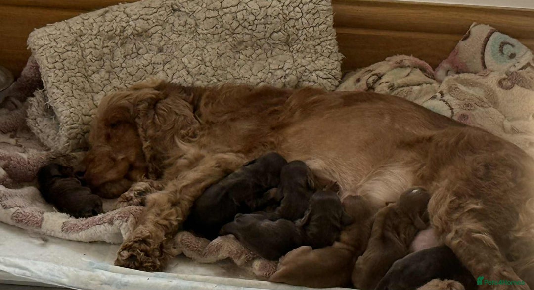 Cocker Spaniel dogs for sale: Outstanding male show cocker spaniel   - Advert 4