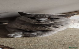 British Shorthair cats for sale: British Short-hair for breeding  - Image 2