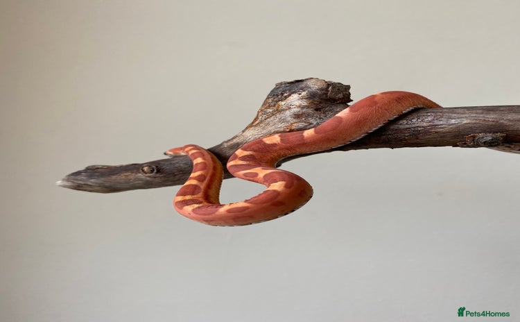 Corn Snake reptiles - Advert 3