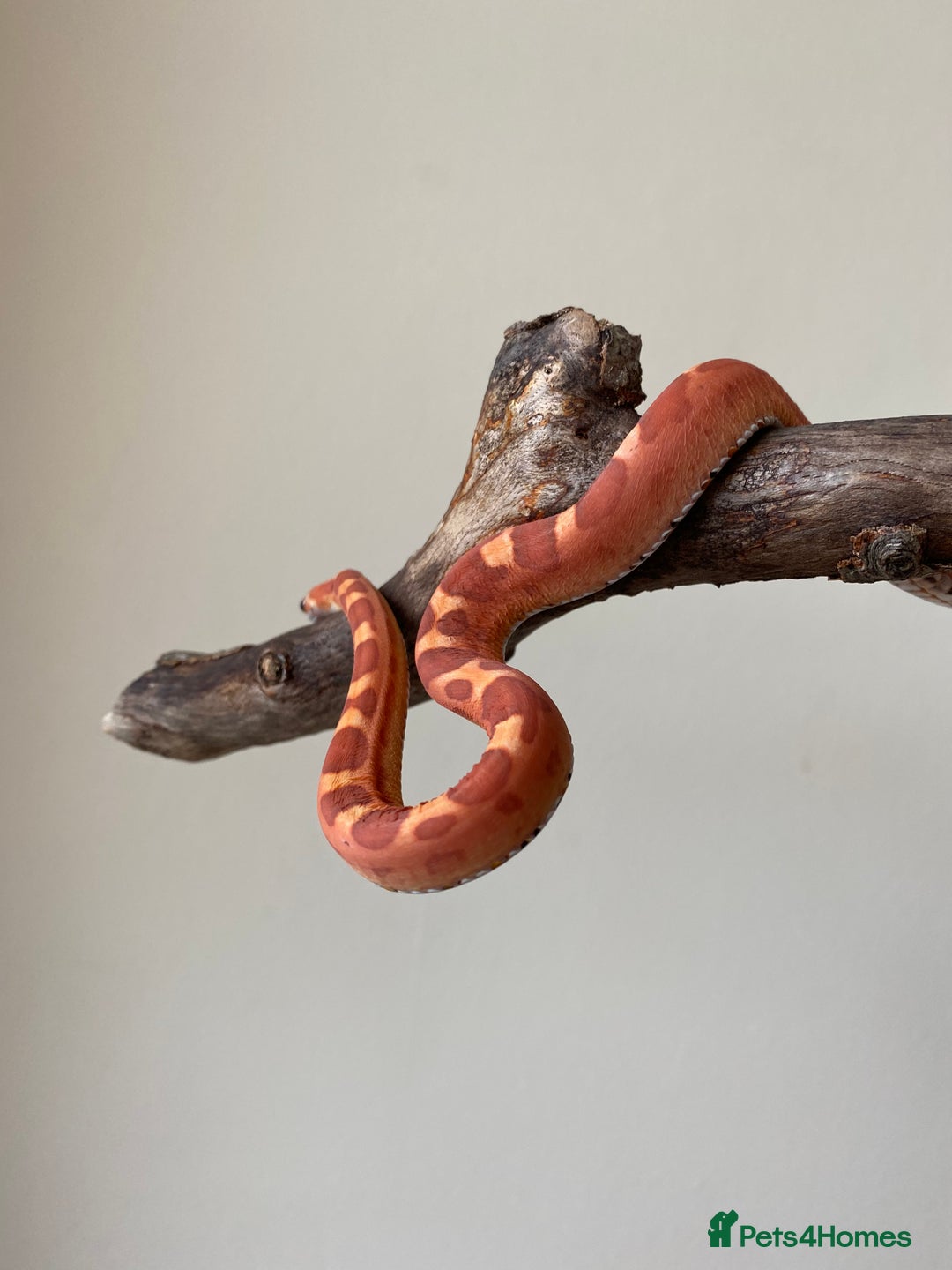 Corn Snake reptiles for sale: Scaless corn snakes  - Image 1