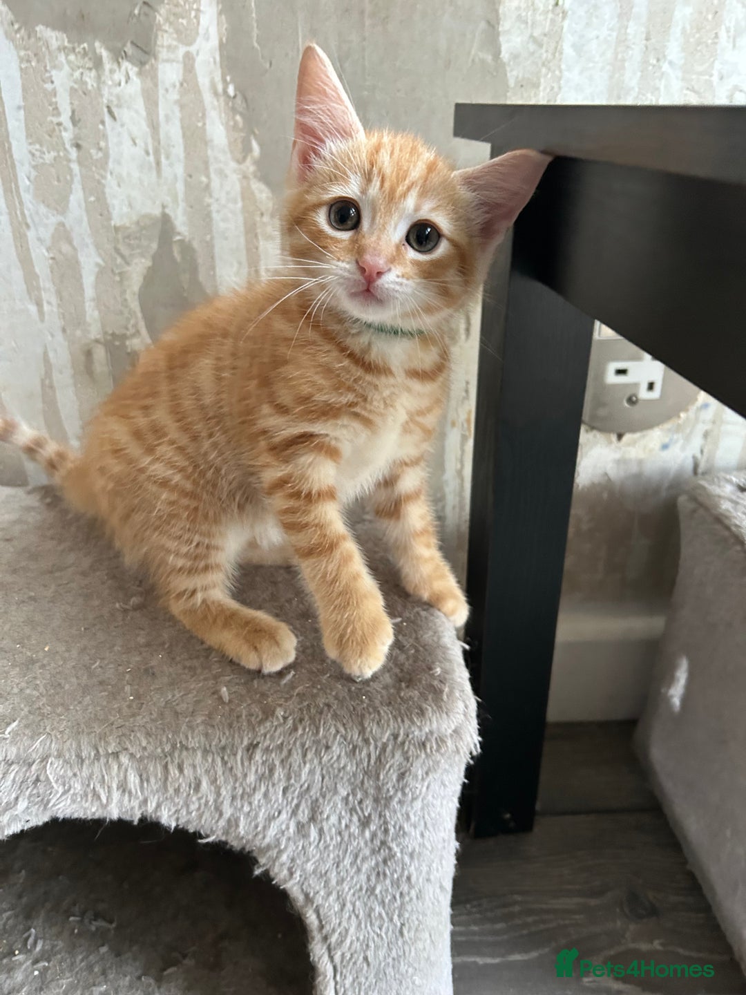 Mixed Breed cats for sale: Ragdoll x Bengal Kittens - Image 3