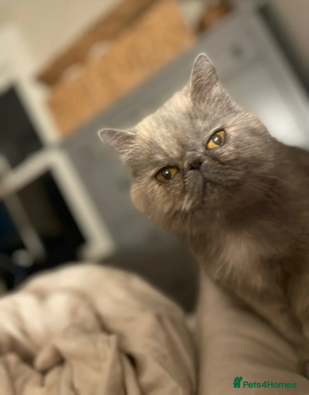 Exotic cats for sale: Exotic Shorthair Female Calm s d very friendly  in London - Advert 1