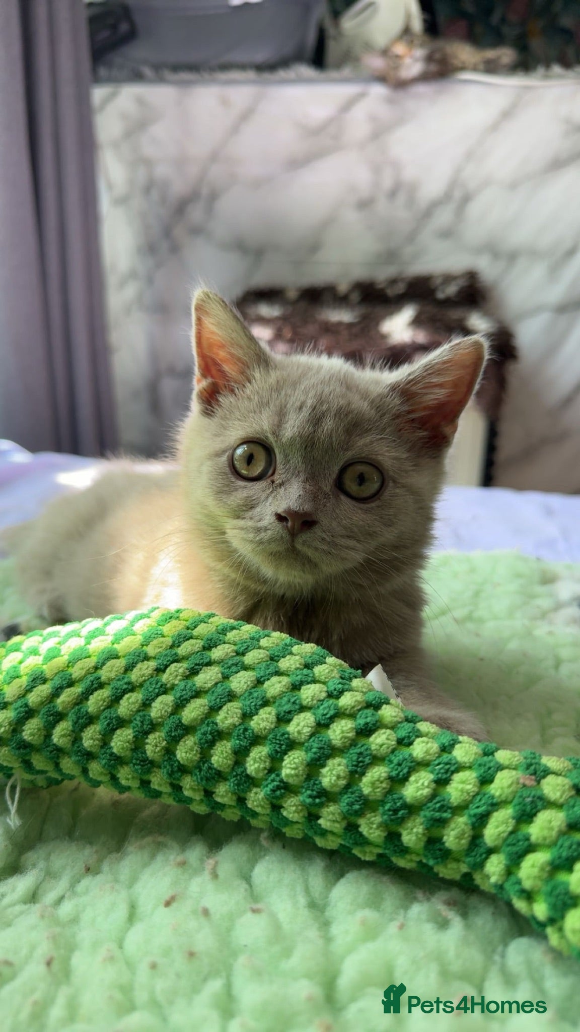 British Shorthair cats Active TICA registered BSH kittens 🐻  - Advert 16