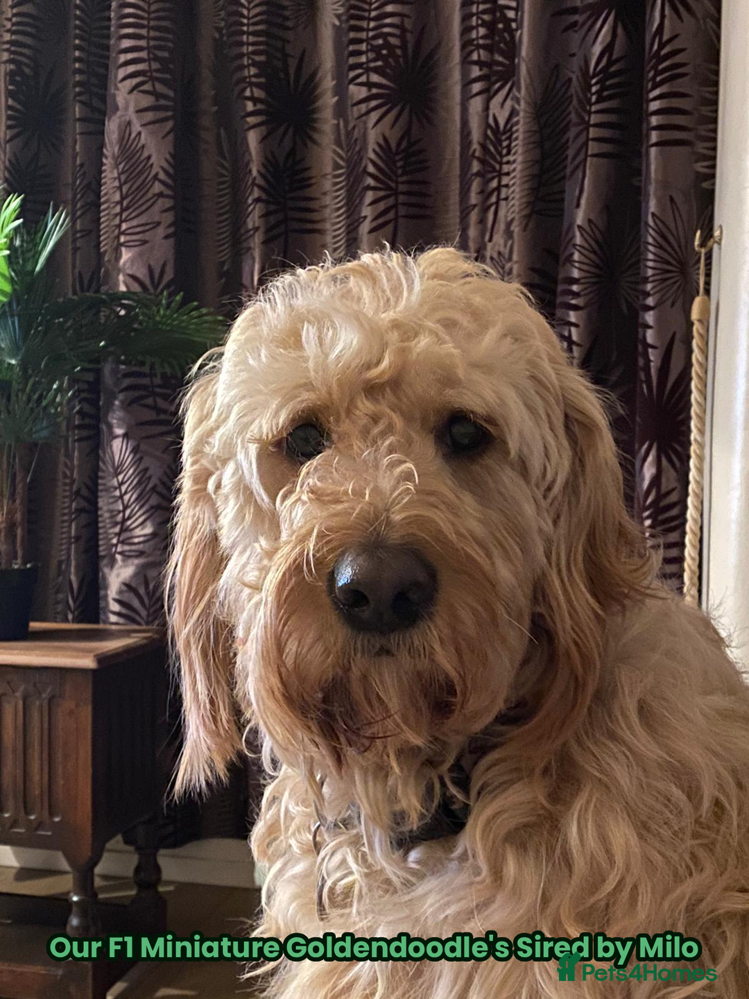 Goldendoodle dogs for sale: F1 Miniature Goldendoodle's 100% DNA Health-Tested - Advert 14