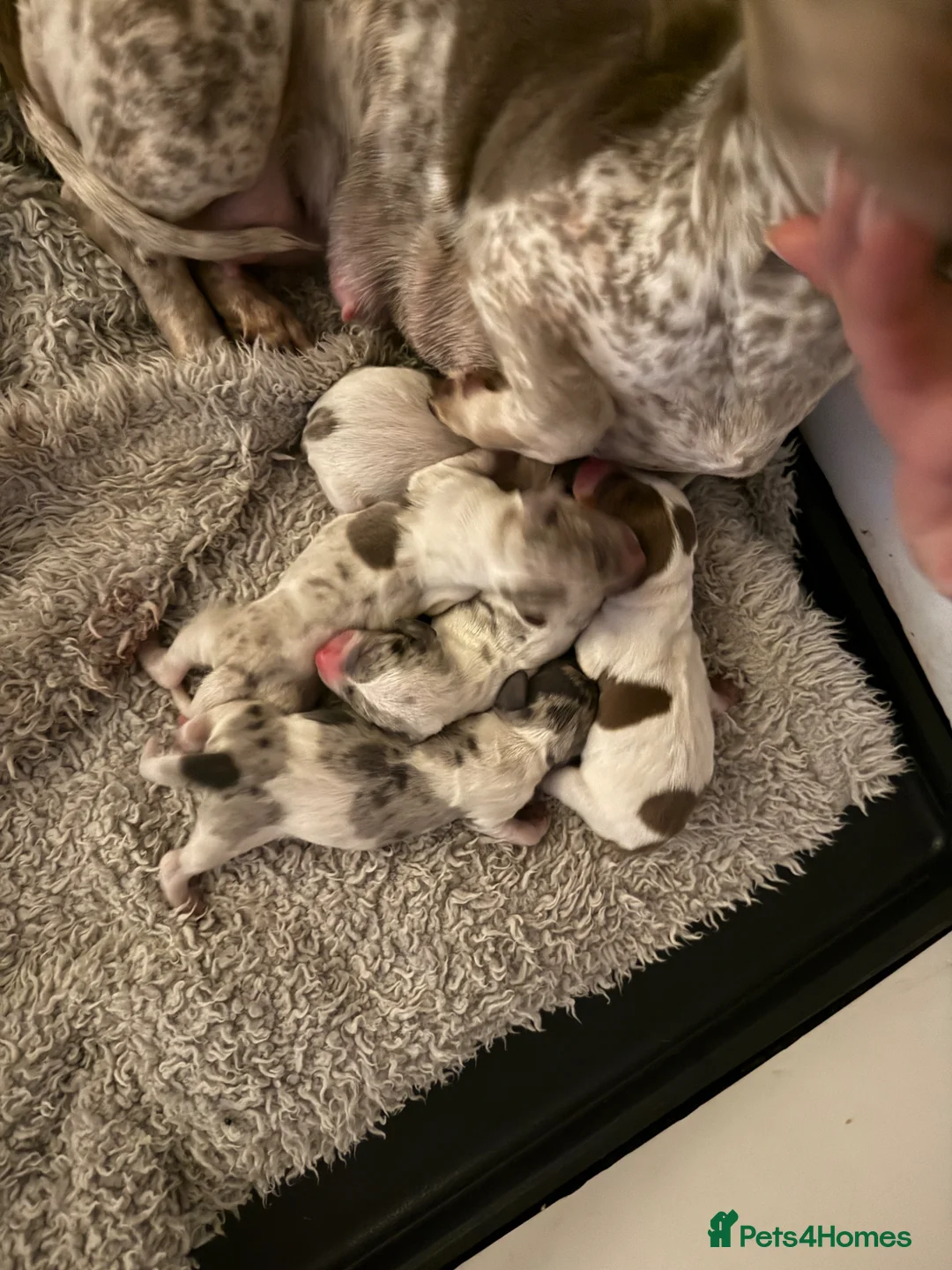 Miniature Dachshund dogs for sale: Pied ball miniature dachshund puppies 🤍 - Advert 2