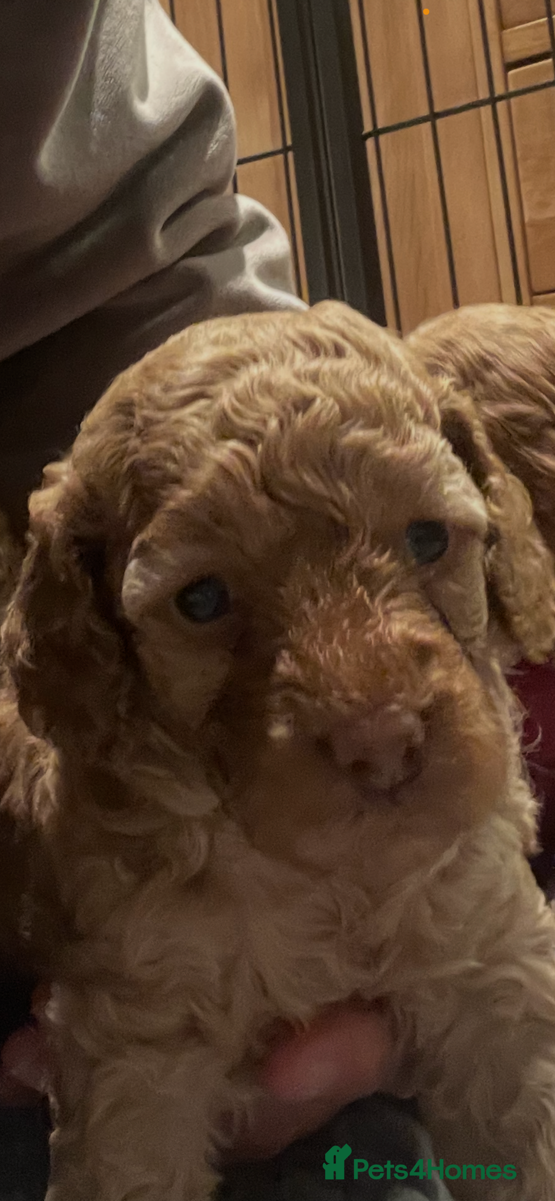 Cockapoo dogs for sale: Cockapoo’s  for sale - Image 6