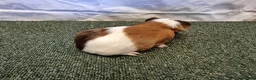 Guinea Pig rodents for sale: Guinea pigs  in Usk - Advert 24
