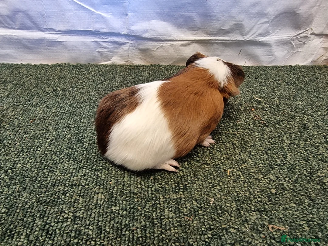 Guinea Pig rodents for sale: Guinea pigs  in Usk - Advert 24