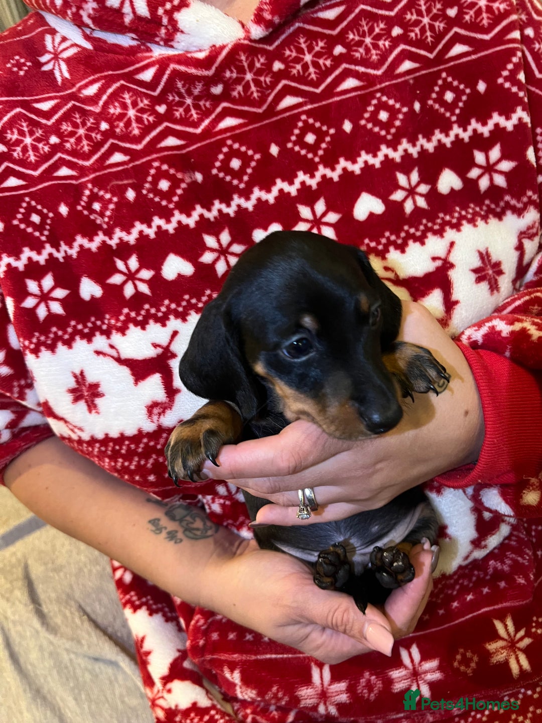 Dachshund dogs for sale: Beautiful daschund’s for sale  - Advert 24