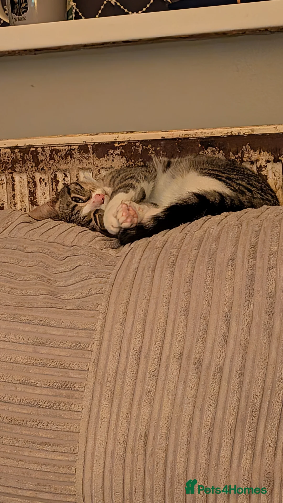 Mixed Breed cats for sale: Need rehoming ASAP - Advert 3