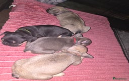 French Bulldog dogs for sale: French bull dog Puppies - Image 15